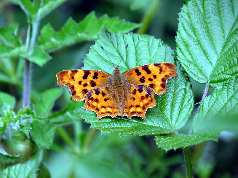 a-comma-taken-by-keith-scott_51644419339_o