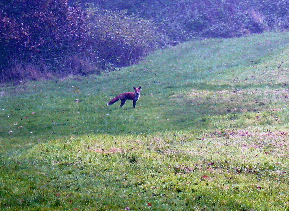 a-fox-in-the-open-taken-by-keith-scott_8738423581_o