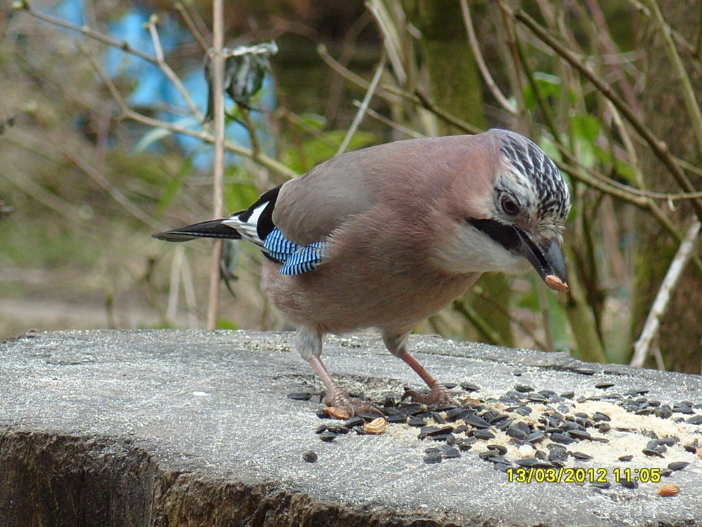 a-jay-in-wildsides-taken-by-chris-pearson_10908195196_o