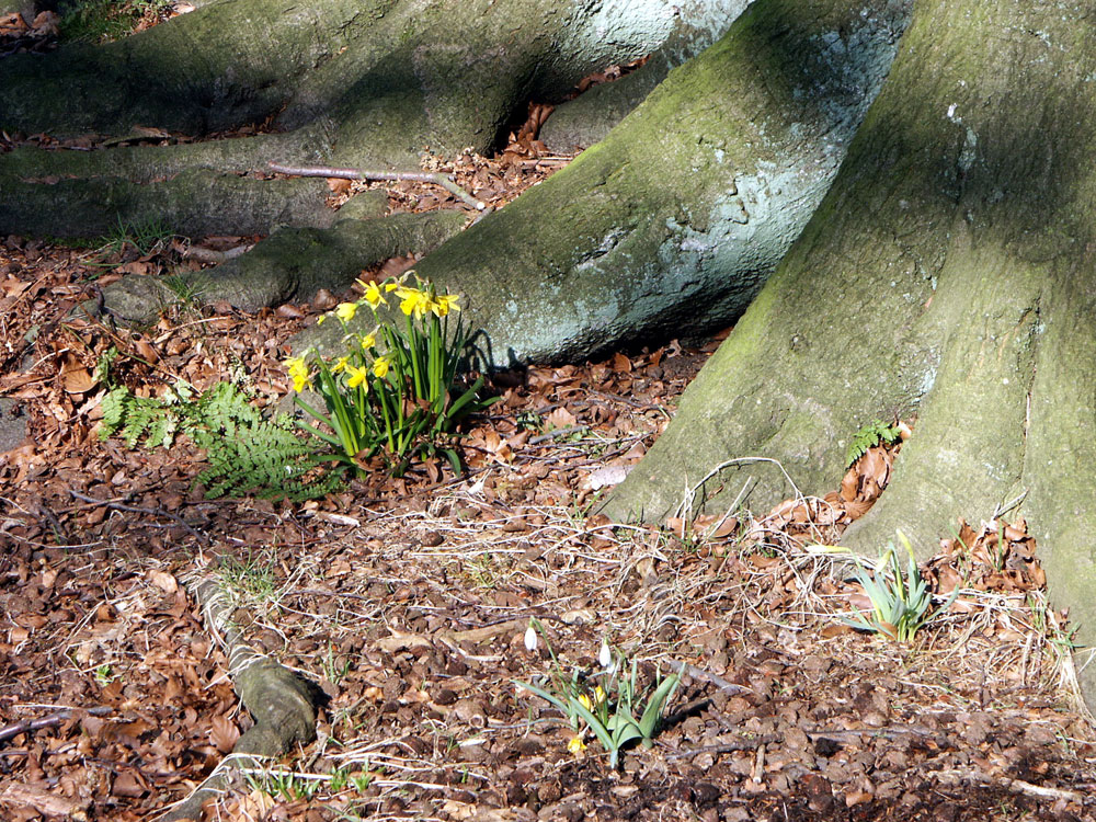 a-minature-daffodils–taken-by-keith-scott_51644727234_o