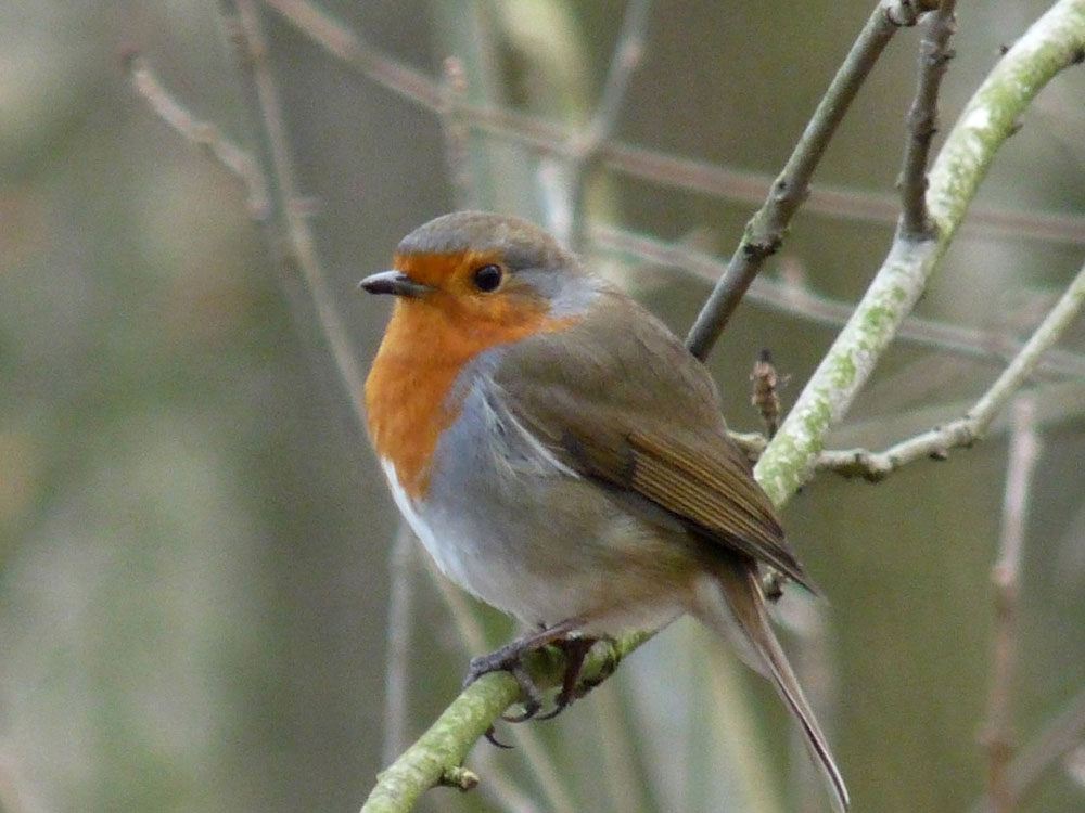a-robin-taken-by-keith-scott_51644585905_o