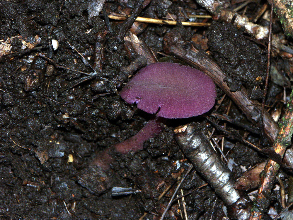 amethyst-deciever–taken-by-keith-scott_51644874435_o
