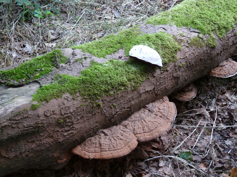 artist-fungus–taken-by-keith-scott_51643195217_o