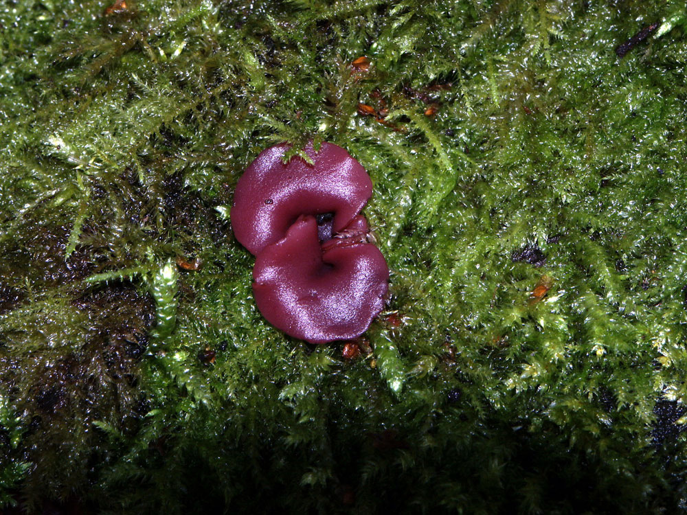 ascocoryne-sarcoides–taken-by-keith-scott_51644239188_o