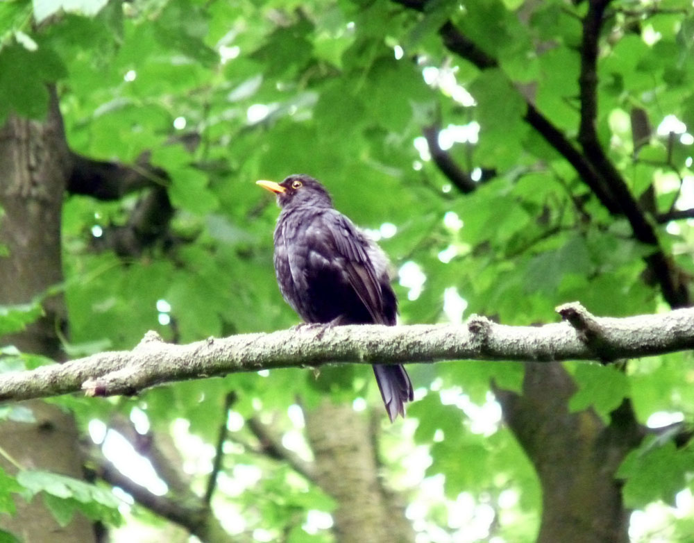 b-blackbird-taken-by-keith-scott_51644385204_o