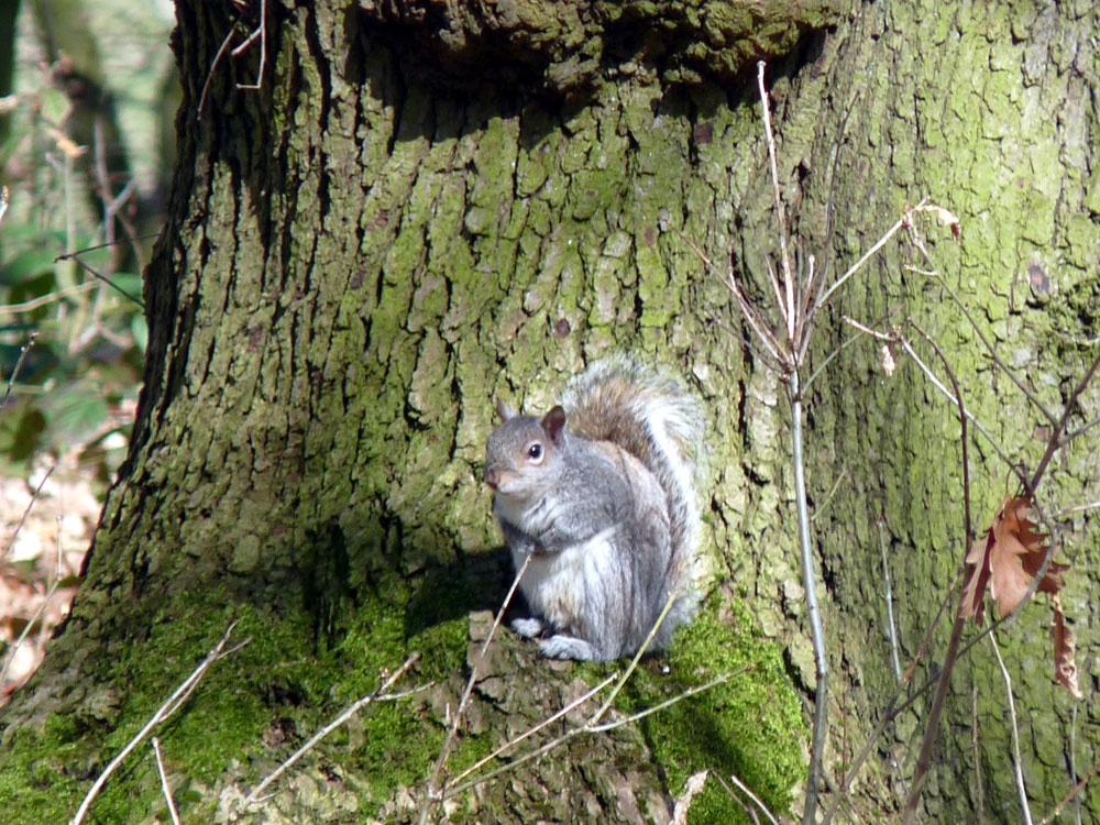 b-grey-squirrel-taken-by-keith-scott_8738426497_o