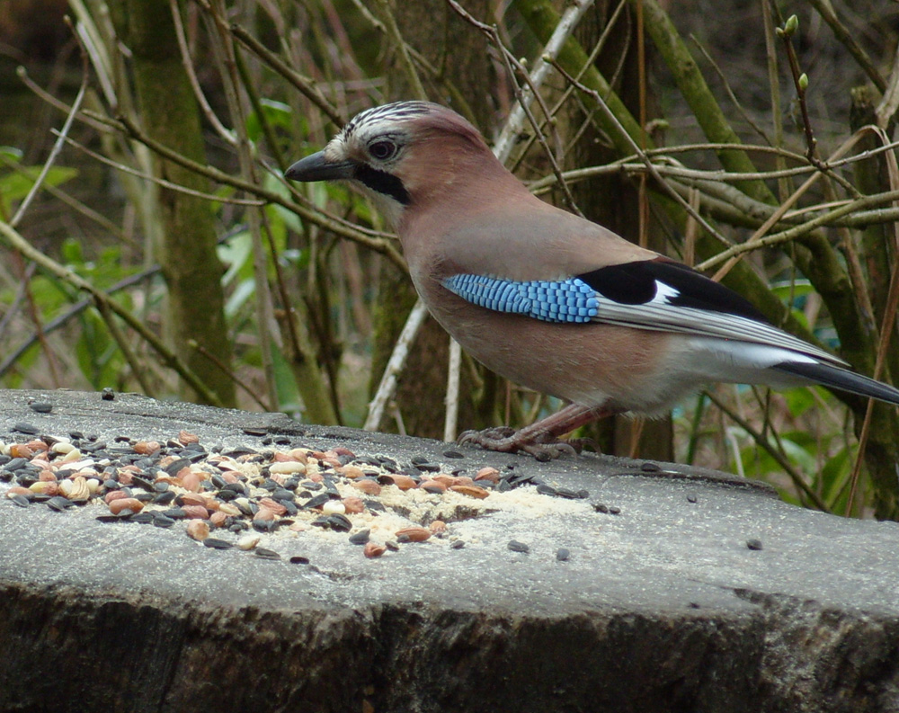 b-jay-in-wildsides-taken-by-chris-pearson_10908173015_o