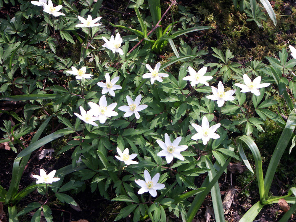 b-wood-anemone–taken-by-keith-scott_51644293793_o