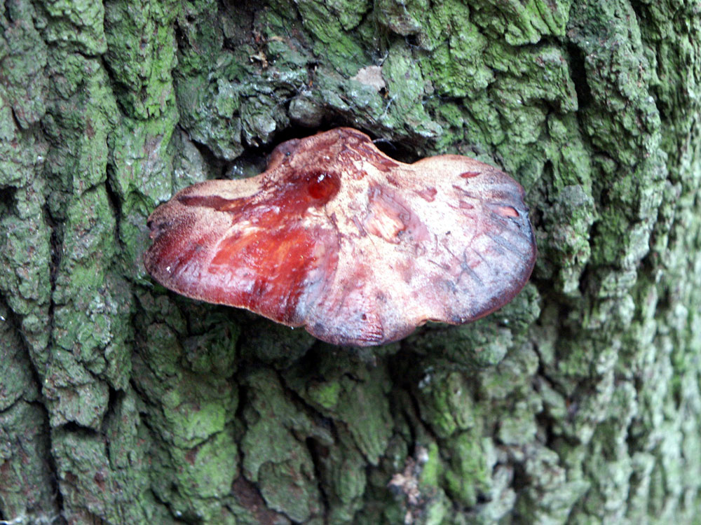 beefsteak-fungus–taken-by-keith-scott_51644874260_o