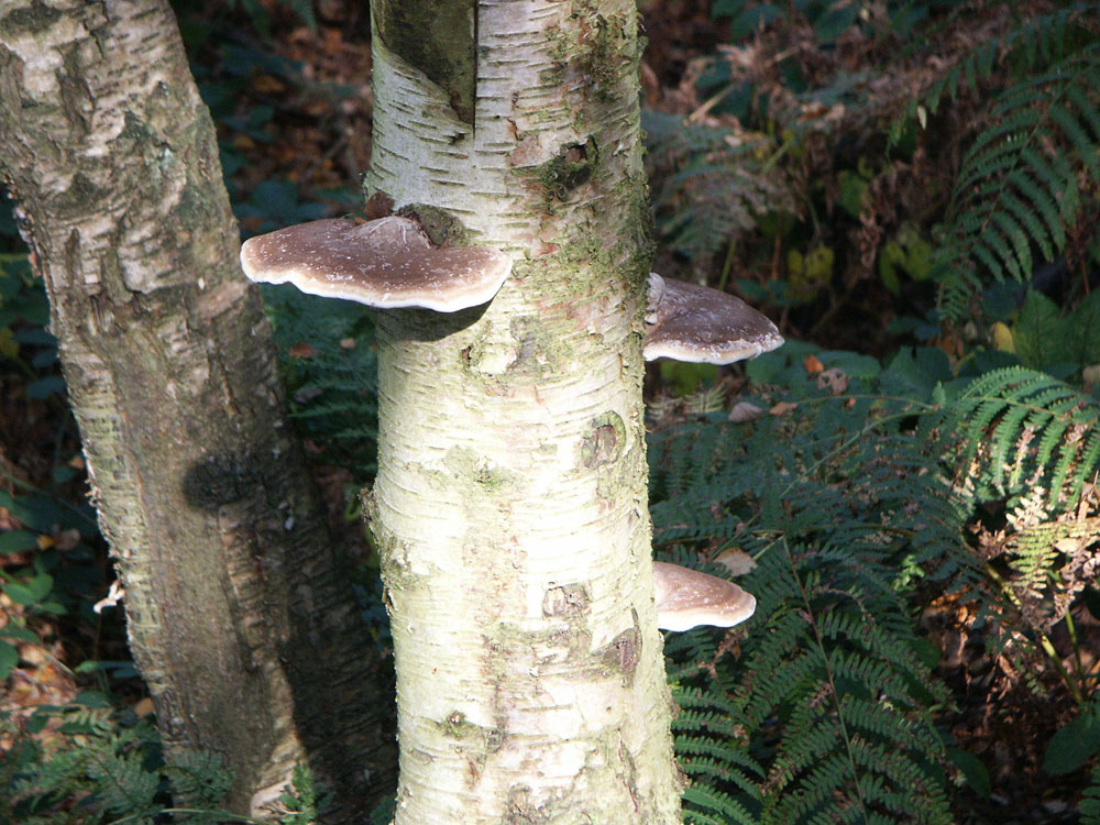 birch-polypore–taken-by-keith-scott_51644023371_o