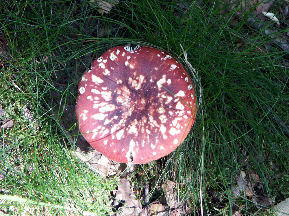 black-purple-russula–taken-by-keith-scott_51644874205_o