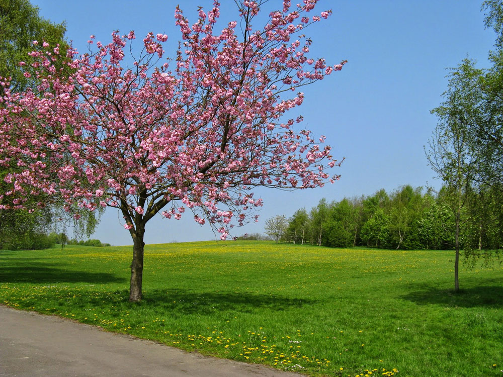 c-cherry-tree–in-blossom-taken-by-keith-scott_51644700299_o