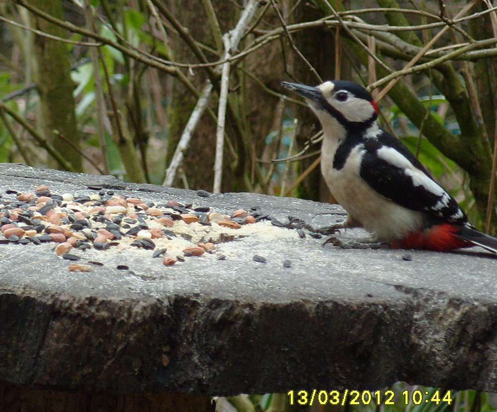c-greater-spotted-woodpecker–in-wildsides-taken-by-chris-pearson_10908178515_o