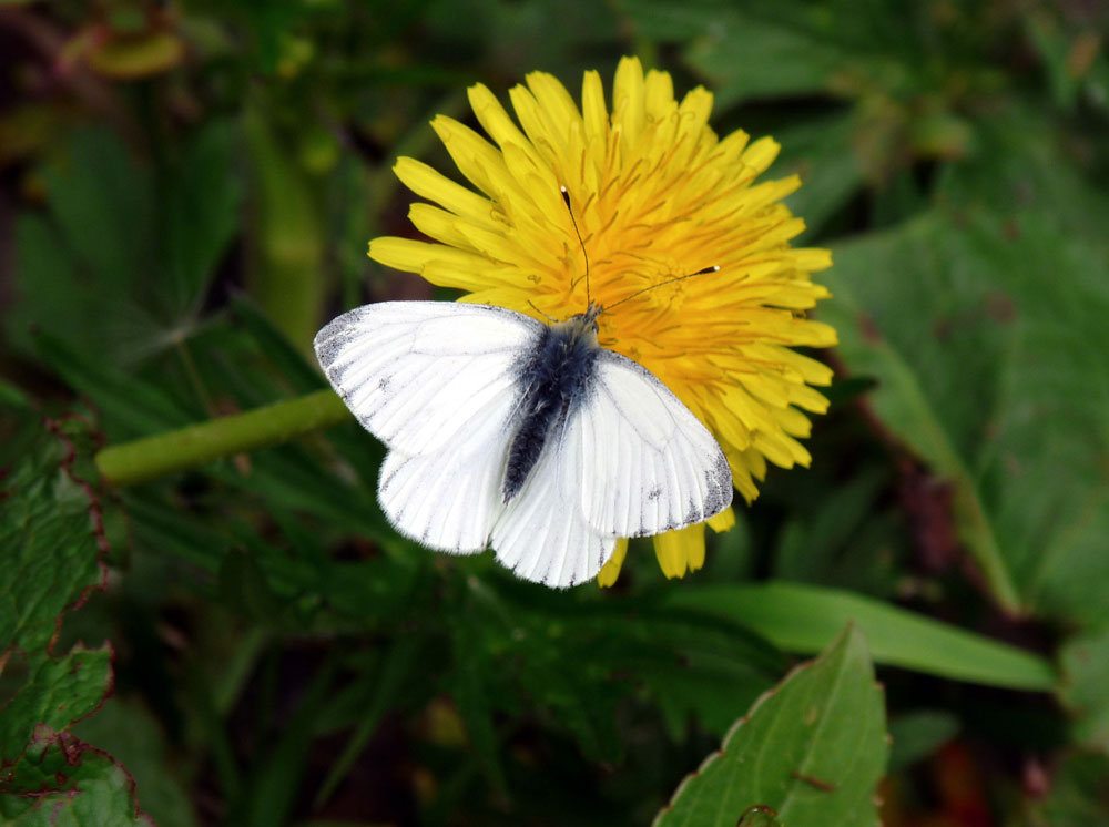 c-green-veined-white-taken-by-keith-scott_51644619780_o