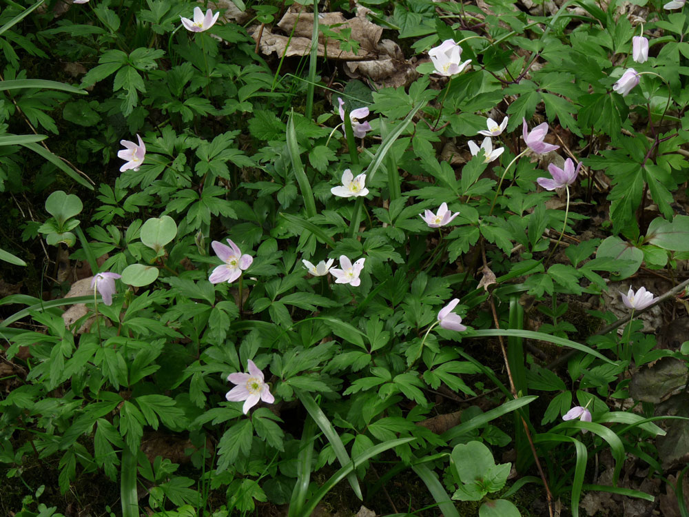 c-pink-wood-anemone–taken-by-keith-scott_51644927815_o