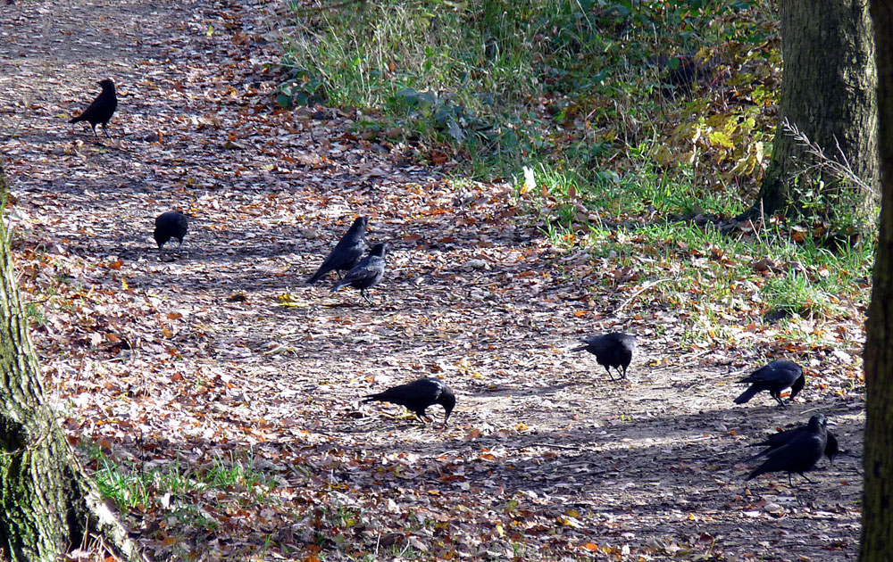 c-rooks-taken-by-keith-scott_51642904592_o