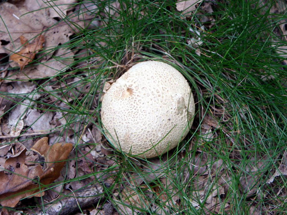 common-earth-ball-fungus–taken-by-keith-scott_51643195097_o