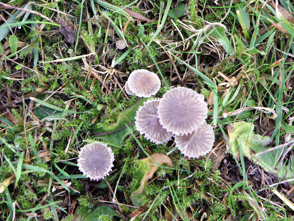 coprinus-plicatilis–taken-by-keith-scott_51644023246_o
