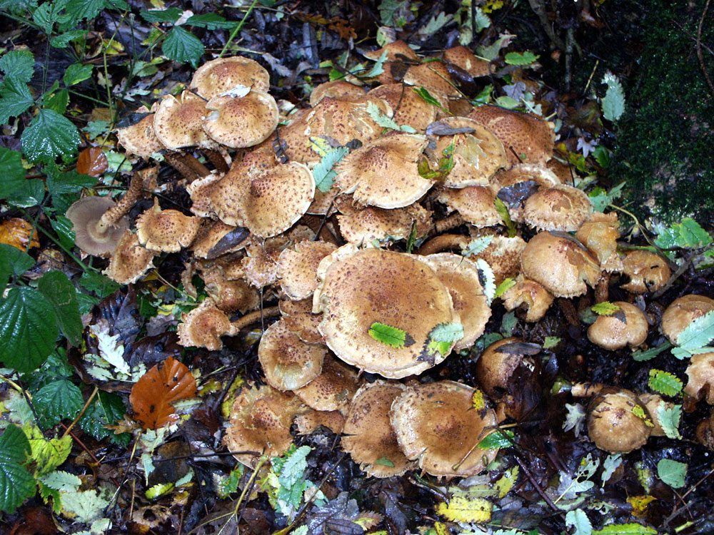 cortinarius-bolaris–taken-by-keith-scott_51644673134_o