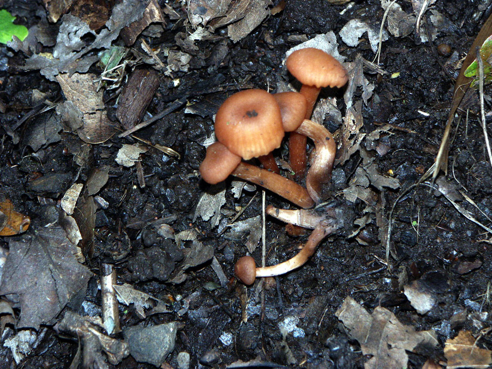 cortinarius-uliginosus–taken-by-keith-scott_51644022251_o
