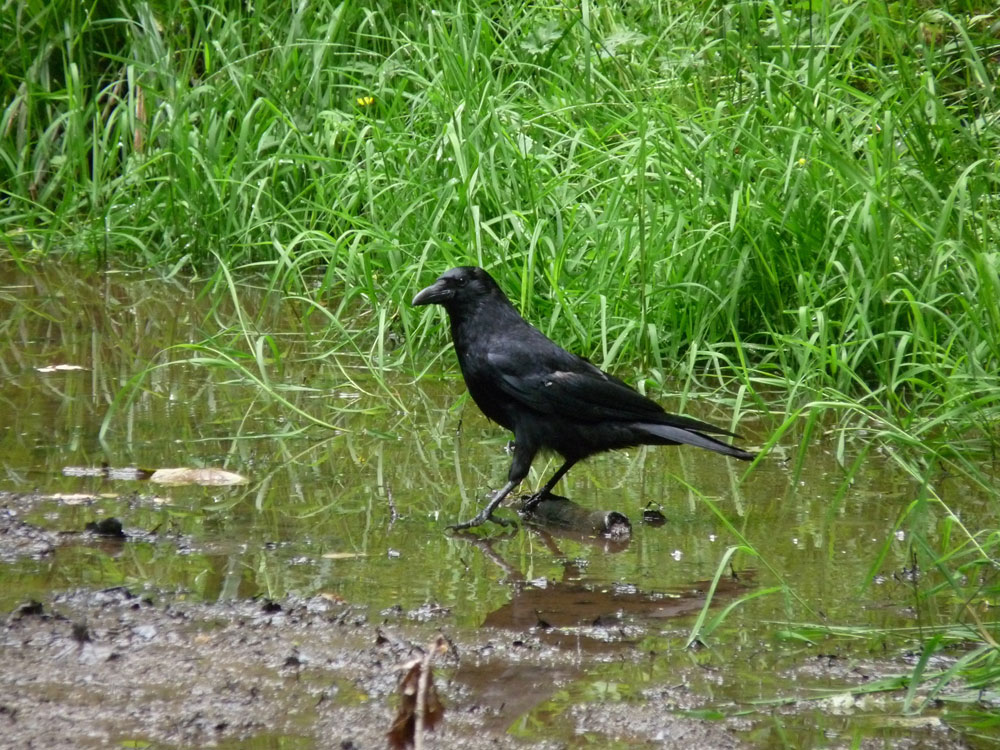 d-carion-crow-taken-by-keith-scott_51644585770_o
