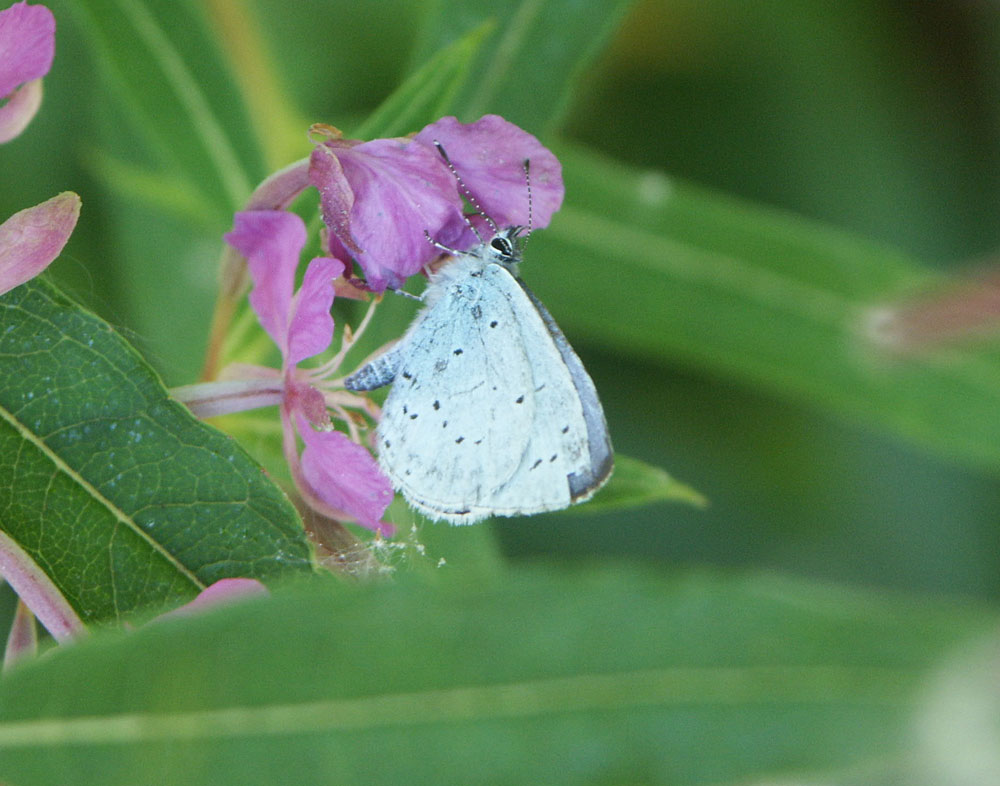 d-holly-blue-taken-by-keith-scott_51642938977_o