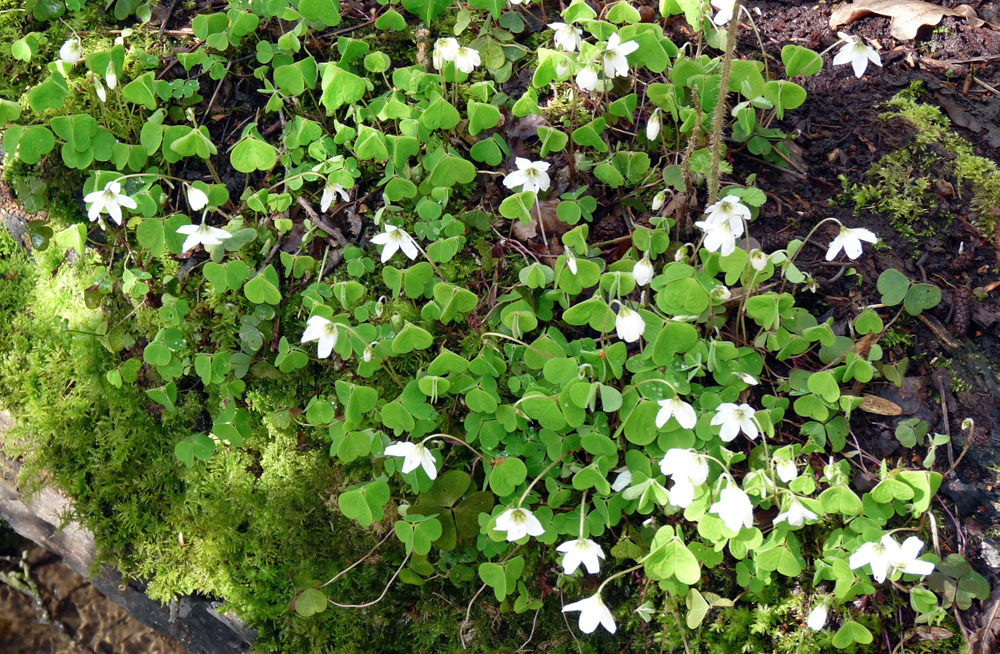 d-wood-sorrel–taken-by-keith-scott_51644728084_o