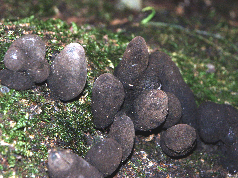 dead-mans-fingers-fungi–taken-by-keith-scott_51644673844_o