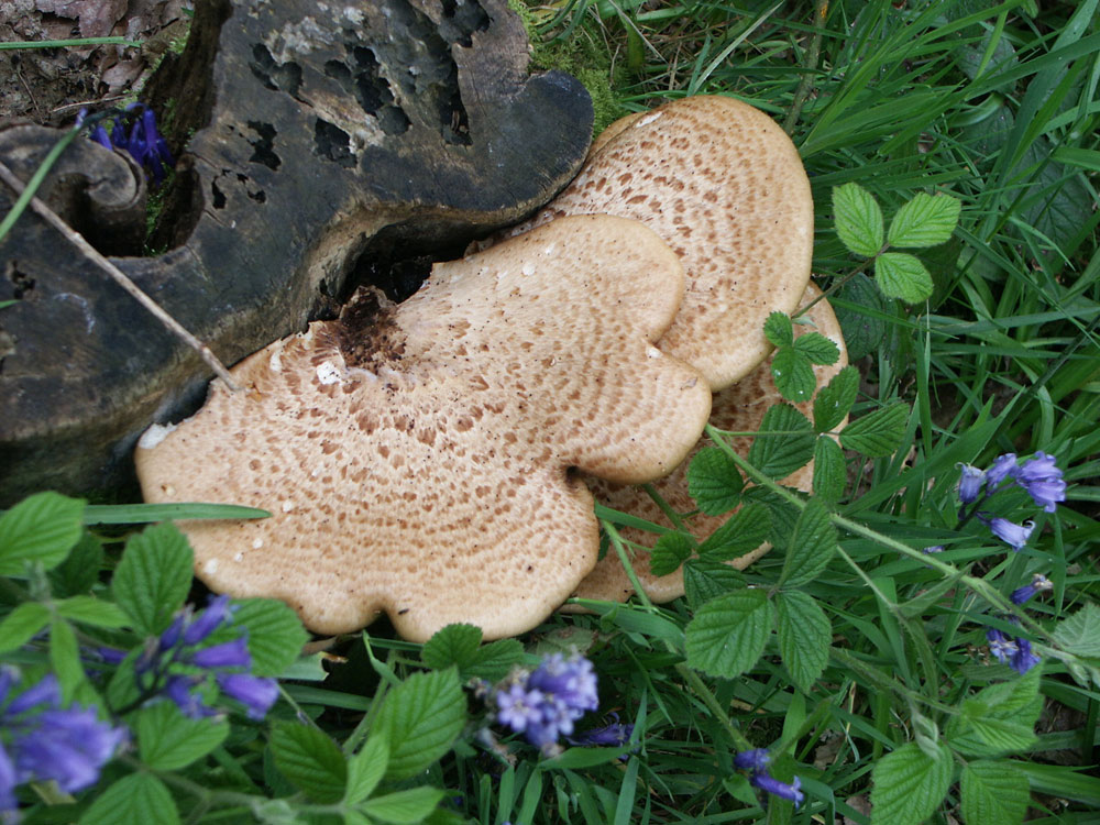 dryads-saddle–taken-by-keith-scott_51644673774_o