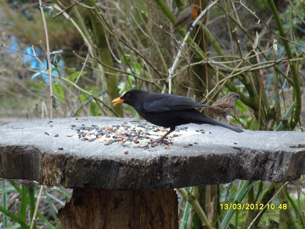 e-blackbird–in-wildsides-taken-by-chris-pearson_10908343254_o