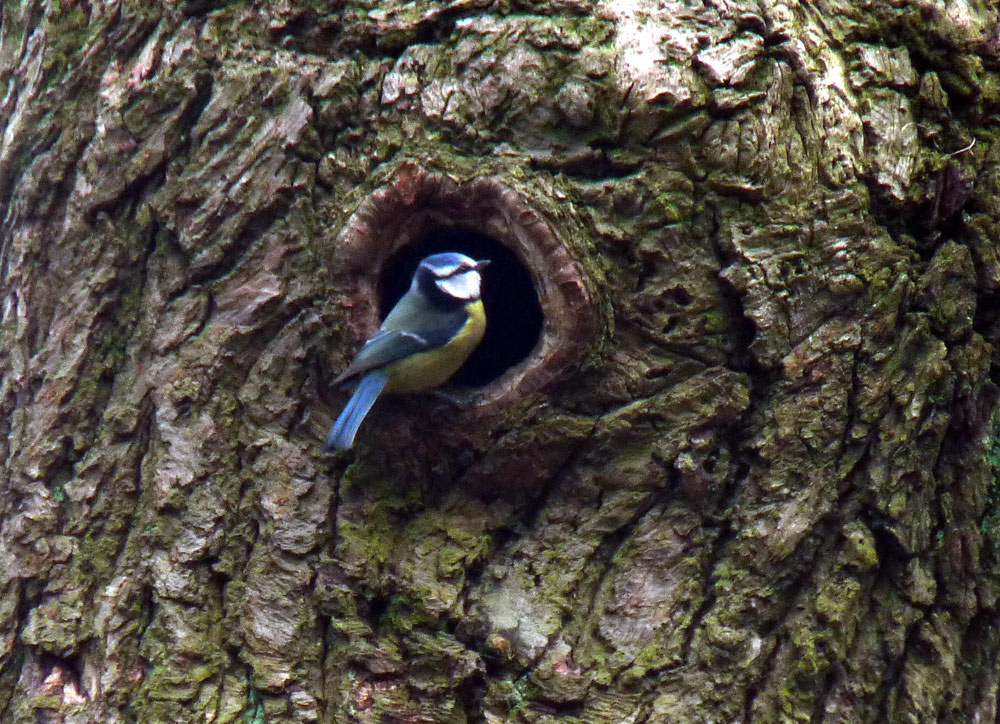 e-blue-tit-taken-by-keith-scott_51643950578_o
