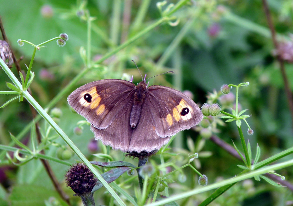 e-meadow-brown-taken-by-keith-scott_51643768666_o