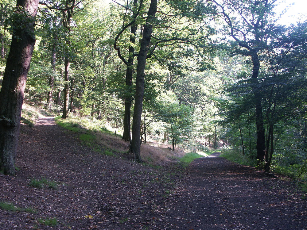 e–path-up-to-the-allotments-left-path-to-picnic-area-right–taken-by-keith-scott_51640152463_o