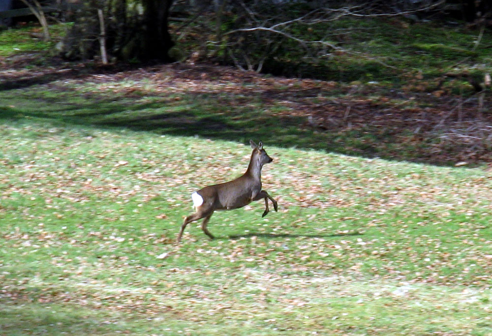 e-roe-deer-taken-by-keith-scott_8738438709_o