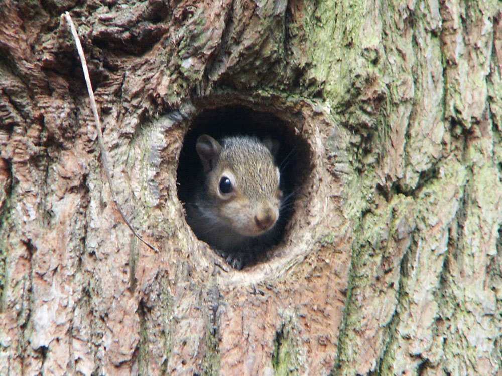 f-baby-squirrel-in-a-hole-taken-by-keith-scott_8738439489_o