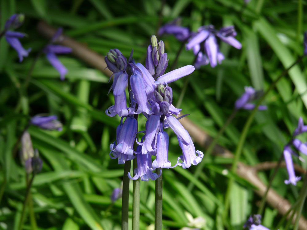 f-bluebells—taken-by-keith-scott_51644727904_o