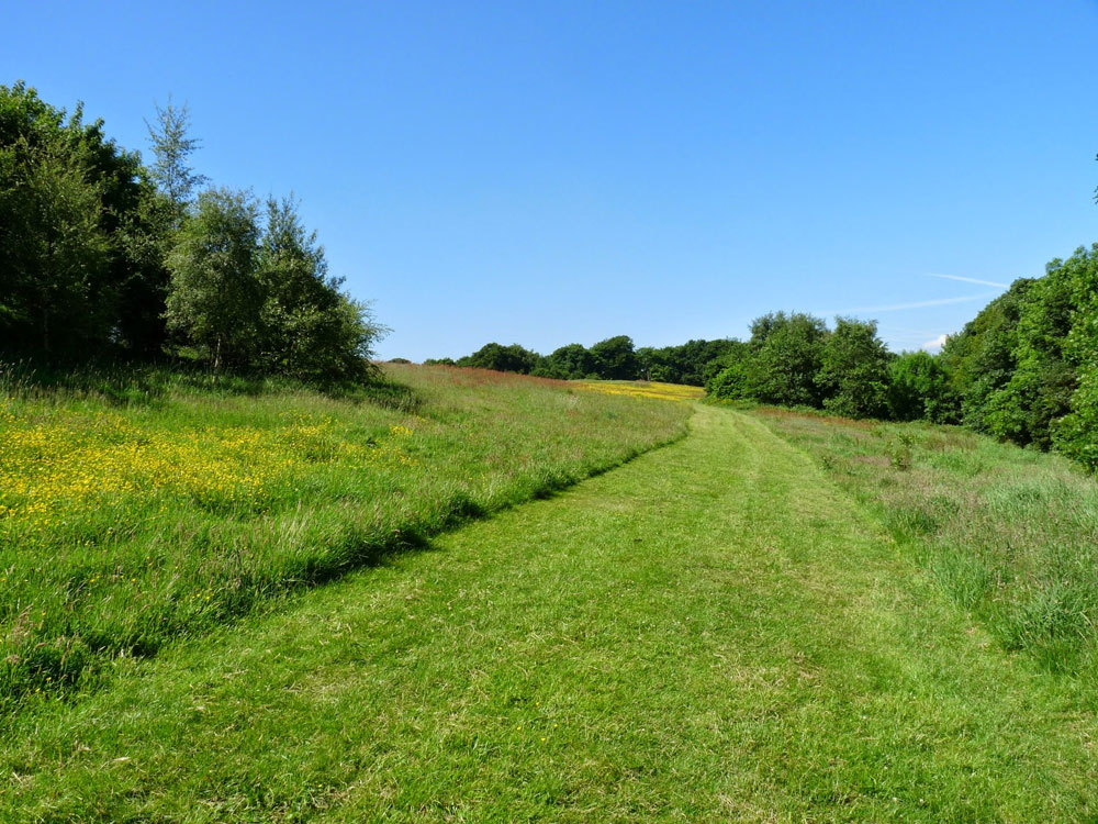 f-grass-path-through-the-meadow_51644266618_o