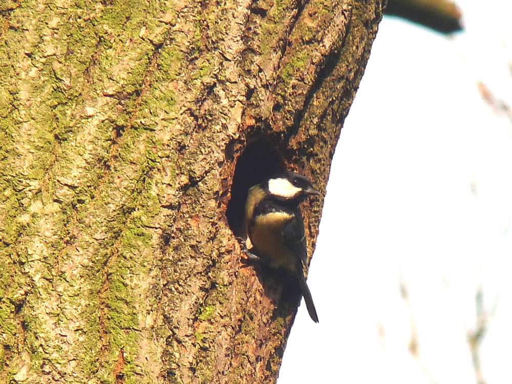 f-great-tit-taken-by-keith-scott_51643734966_o