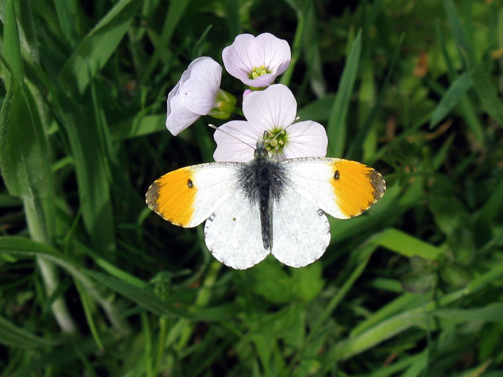 f-orange-tip-taken-by-keith-scott_51643768631_o
