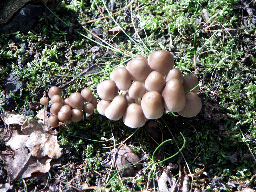 fairies-bonnets-fungi–taken-by-keith-scott_51644022181_o