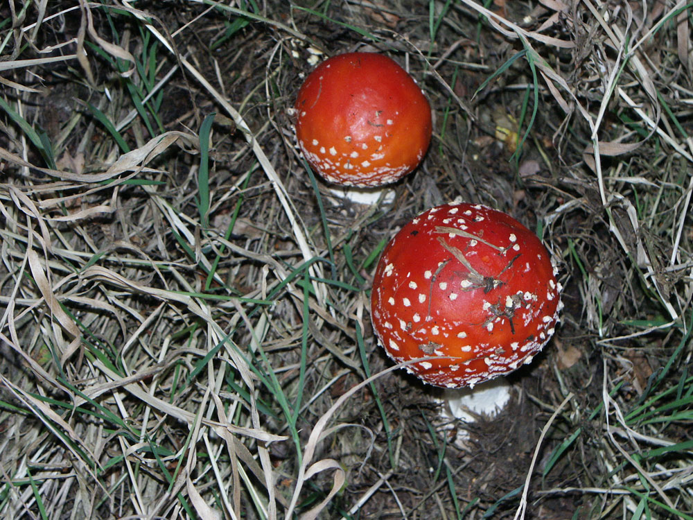 fly-agaric–taken-by-keith-scott_51643194787_o