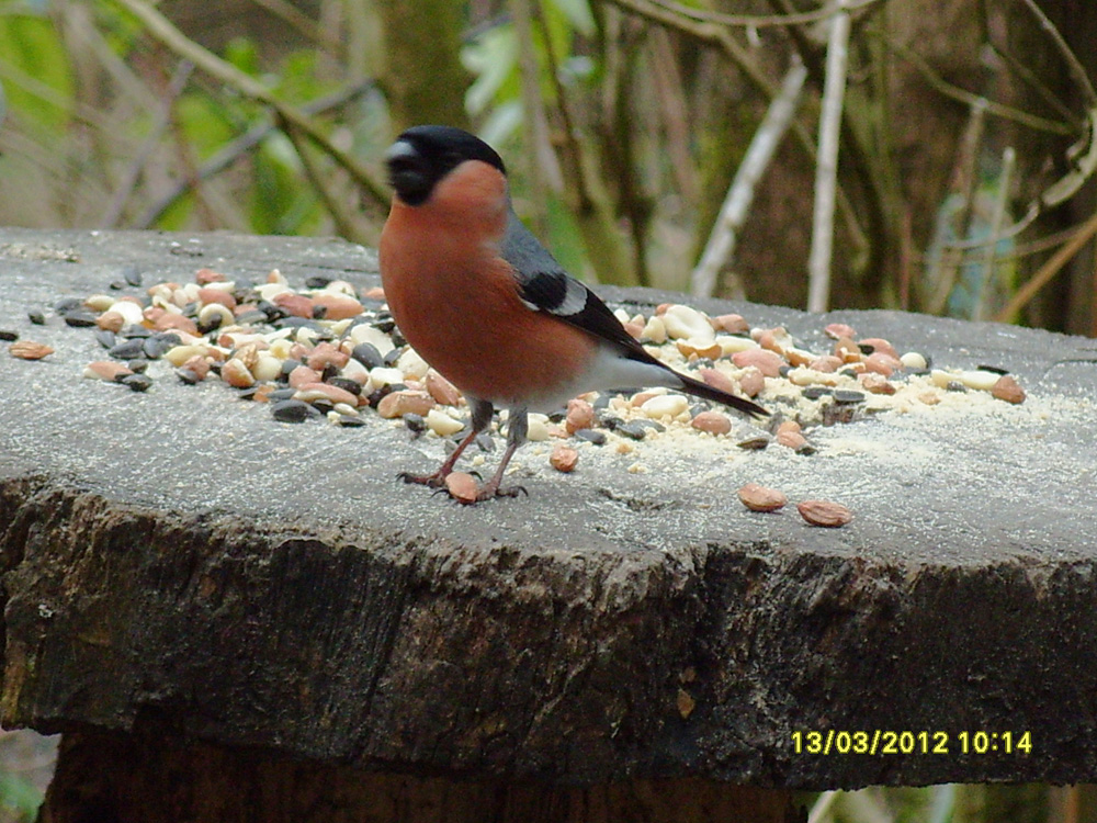 g-another-bullfinch-in-wildsides-taken-by-chris-pearson_10908203235_o