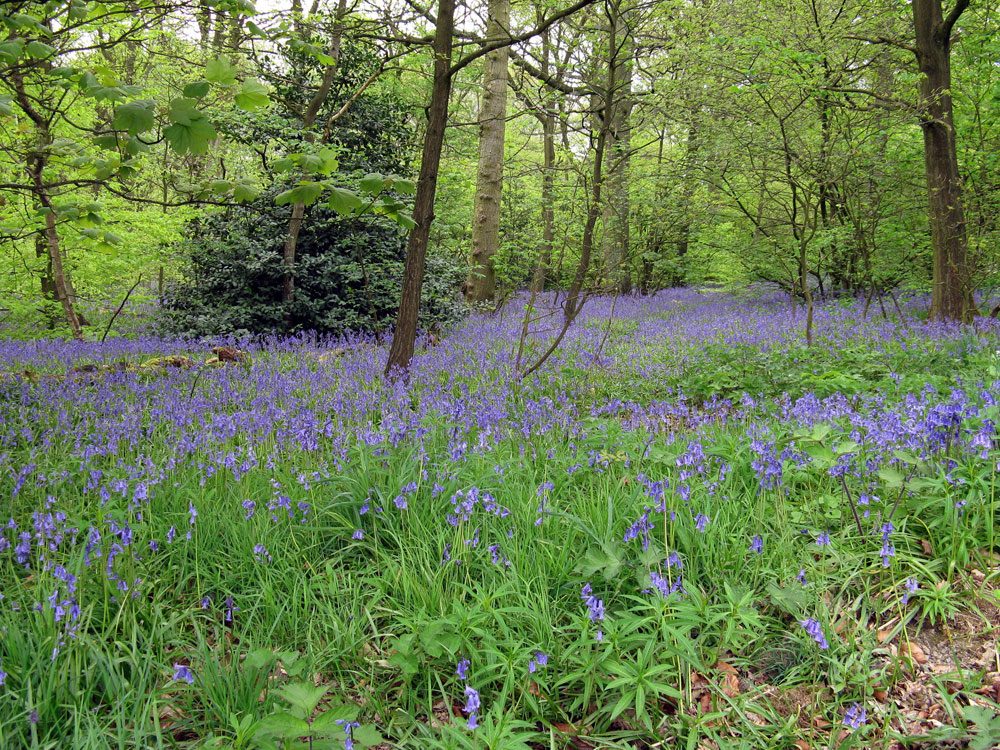 g-bluebells–taken-by-keith-scott_51644076426_o