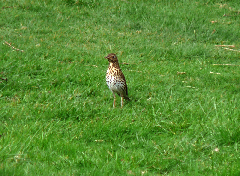 g-mistle-thrush-taken-by-keith-scott_51642904297_o