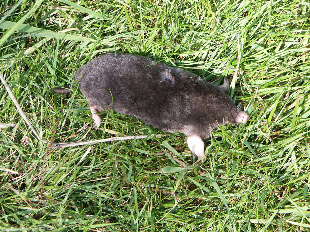 g-mole-taken-by-keith-scott_8738441199_o