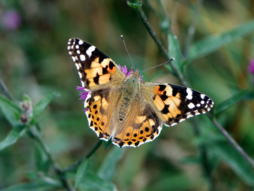 g-painted-lady-taken-by-keith-scott_51643984938_o