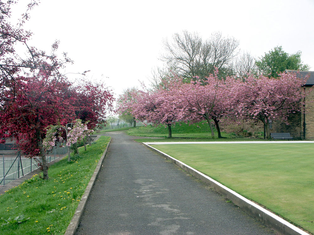 g-trees-in-blossom–taken-by-keith-scott_9225952538_o
