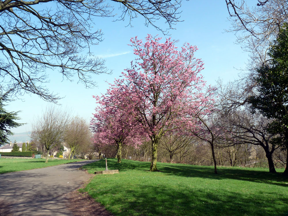 h-blossom-time–taken-by-keith-scott_9223200195_o