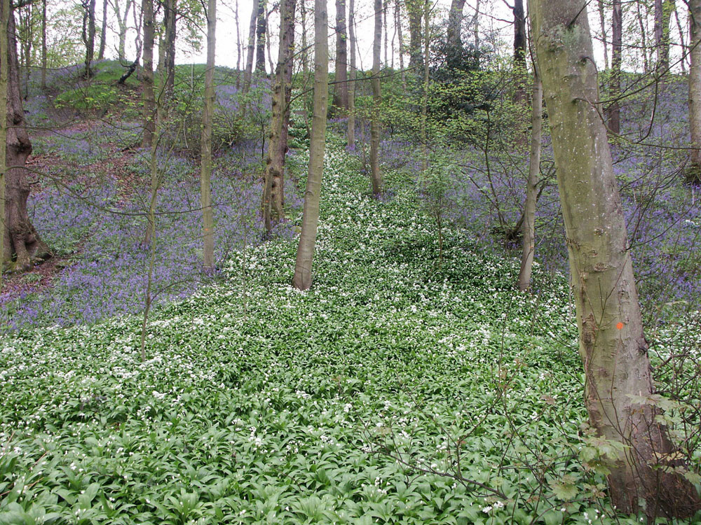 h-ramsons-stream—taken-by-keith-scott_51644927490_o