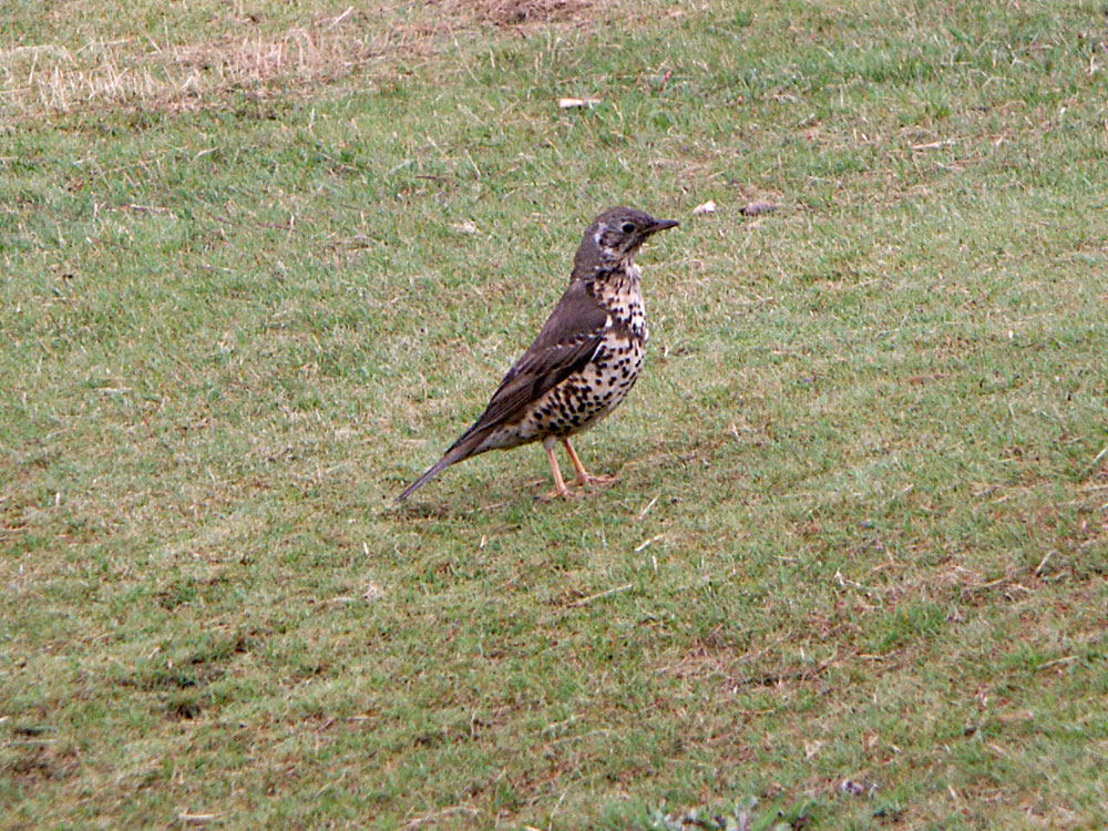 h-song-thrush-taken-by-keith-scott_51644384919_o